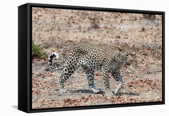 Leopard (Panthera Pardus), Okavango Delta, Botswana, Africa-Sergio Pitamitz-Framed Stretched Canvas