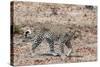 Leopard (Panthera Pardus), Okavango Delta, Botswana, Africa-Sergio Pitamitz-Stretched Canvas