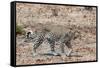 Leopard (Panthera Pardus), Okavango Delta, Botswana, Africa-Sergio Pitamitz-Framed Stretched Canvas