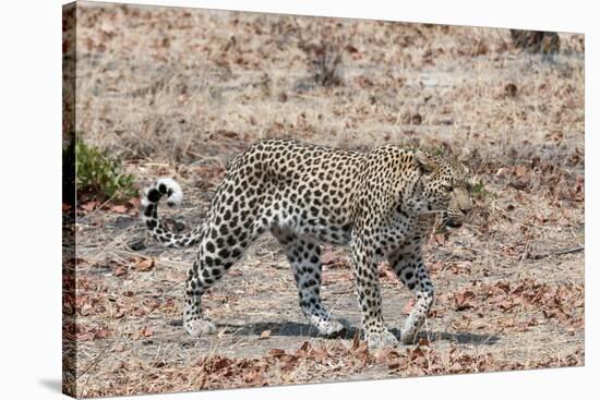 Leopard (Panthera Pardus), Okavango Delta, Botswana, Africa-Sergio Pitamitz-Stretched Canvas