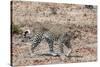 Leopard (Panthera Pardus), Okavango Delta, Botswana, Africa-Sergio Pitamitz-Stretched Canvas
