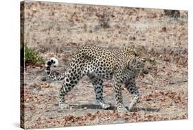 Leopard (Panthera Pardus), Okavango Delta, Botswana, Africa-Sergio Pitamitz-Stretched Canvas