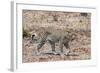 Leopard (Panthera Pardus), Okavango Delta, Botswana, Africa-Sergio Pitamitz-Framed Photographic Print