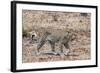 Leopard (Panthera Pardus), Okavango Delta, Botswana, Africa-Sergio Pitamitz-Framed Photographic Print