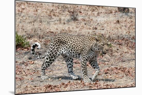 Leopard (Panthera Pardus), Okavango Delta, Botswana, Africa-Sergio Pitamitz-Mounted Photographic Print