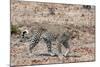 Leopard (Panthera Pardus), Okavango Delta, Botswana, Africa-Sergio Pitamitz-Mounted Photographic Print