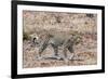 Leopard (Panthera Pardus), Okavango Delta, Botswana, Africa-Sergio Pitamitz-Framed Photographic Print