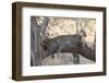 Leopard (Panthera Pardus), Okavango Delta, Botswana, Africa-Sergio Pitamitz-Framed Photographic Print