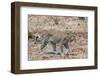 Leopard (Panthera Pardus), Okavango Delta, Botswana, Africa-Sergio Pitamitz-Framed Photographic Print