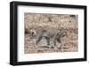 Leopard (Panthera Pardus), Okavango Delta, Botswana, Africa-Sergio Pitamitz-Framed Photographic Print