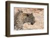 Leopard (Panthera Pardus), Okavango Delta, Botswana, Africa-Sergio Pitamitz-Framed Photographic Print