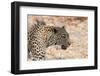 Leopard (Panthera Pardus), Okavango Delta, Botswana, Africa-Sergio Pitamitz-Framed Photographic Print