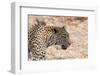 Leopard (Panthera Pardus), Okavango Delta, Botswana, Africa-Sergio Pitamitz-Framed Photographic Print