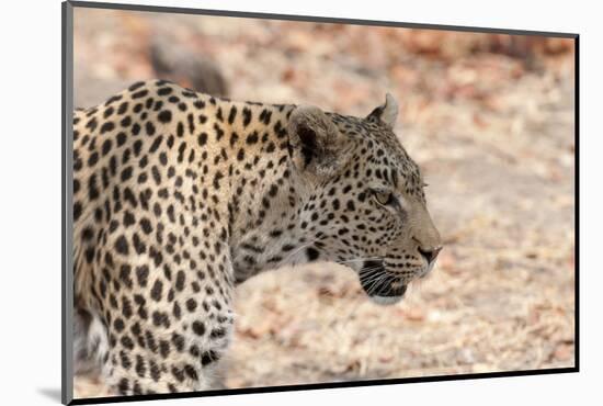 Leopard (Panthera Pardus), Okavango Delta, Botswana, Africa-Sergio Pitamitz-Mounted Photographic Print