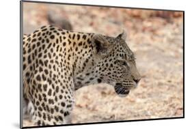 Leopard (Panthera Pardus), Okavango Delta, Botswana, Africa-Sergio Pitamitz-Mounted Photographic Print