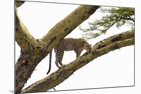 Leopard (Panthera pardus) on a tree, Seronera, Serengeti National Park, Tanzania.-Sergio Pitamitz-Mounted Photographic Print