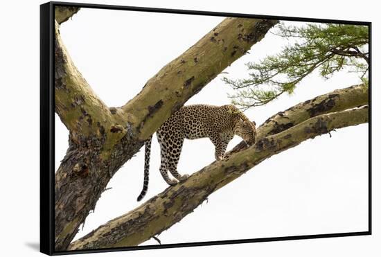 Leopard (Panthera pardus) on a tree, Seronera, Serengeti National Park, Tanzania.-Sergio Pitamitz-Framed Stretched Canvas