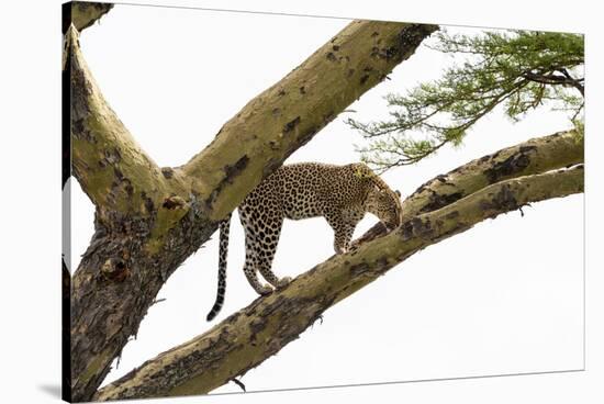 Leopard (Panthera pardus) on a tree, Seronera, Serengeti National Park, Tanzania.-Sergio Pitamitz-Stretched Canvas