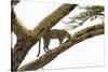 Leopard (Panthera pardus) on a tree, Seronera, Serengeti National Park, Tanzania.-Sergio Pitamitz-Stretched Canvas