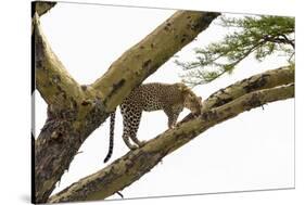 Leopard (Panthera pardus) on a tree, Seronera, Serengeti National Park, Tanzania.-Sergio Pitamitz-Stretched Canvas