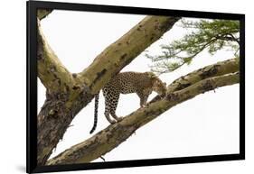 Leopard (Panthera pardus) on a tree, Seronera, Serengeti National Park, Tanzania.-Sergio Pitamitz-Framed Photographic Print