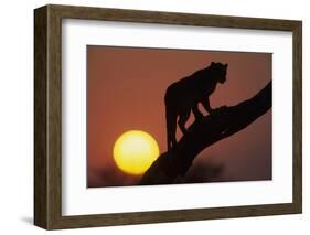 Leopard (Panthera pardus) On tree - in front of the rising sun - Namibia-Winfried Wisniewski-Framed Photographic Print