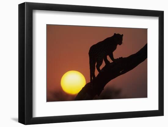 Leopard (Panthera pardus) On tree - in front of the rising sun - Namibia-Winfried Wisniewski-Framed Photographic Print