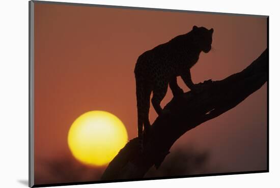 Leopard (Panthera pardus) On tree - in front of the rising sun - Namibia-Winfried Wisniewski-Mounted Photographic Print