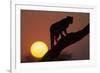 Leopard (Panthera pardus) On tree - in front of the rising sun - Namibia-Winfried Wisniewski-Framed Photographic Print