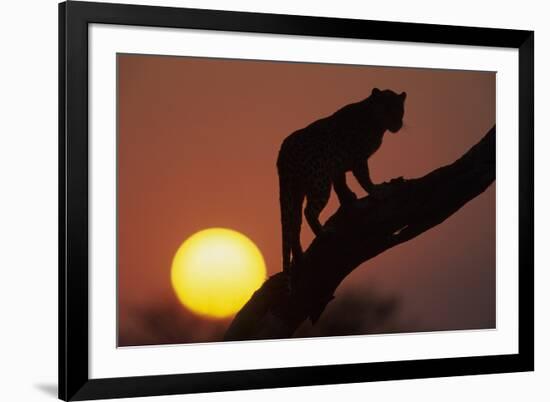 Leopard (Panthera pardus) On tree - in front of the rising sun - Namibia-Winfried Wisniewski-Framed Photographic Print