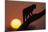 Leopard (Panthera pardus) On tree - in front of the rising sun - Namibia-Winfried Wisniewski-Mounted Photographic Print