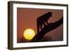 Leopard (Panthera pardus) On tree - in front of the rising sun - Namibia-Winfried Wisniewski-Framed Photographic Print