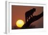 Leopard (Panthera pardus) On tree - in front of the rising sun - Namibia-Winfried Wisniewski-Framed Photographic Print