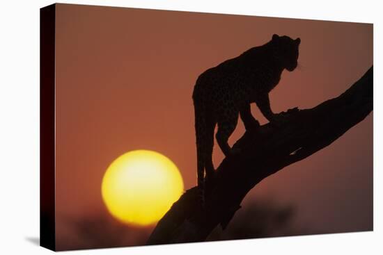 Leopard (Panthera pardus) On tree - in front of the rising sun - Namibia-Winfried Wisniewski-Stretched Canvas