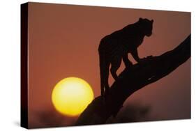 Leopard (Panthera pardus) On tree - in front of the rising sun - Namibia-Winfried Wisniewski-Stretched Canvas