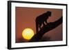 Leopard (Panthera pardus) On tree - in front of the rising sun - Namibia-Winfried Wisniewski-Framed Photographic Print