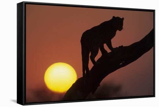 Leopard (Panthera pardus) On tree - in front of the rising sun - Namibia-Winfried Wisniewski-Framed Stretched Canvas