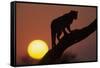Leopard (Panthera pardus) On tree - in front of the rising sun - Namibia-Winfried Wisniewski-Framed Stretched Canvas