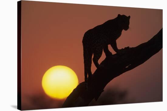 Leopard (Panthera pardus) On tree - in front of the rising sun - Namibia-Winfried Wisniewski-Stretched Canvas