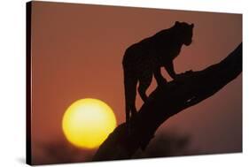 Leopard (Panthera pardus) On tree - in front of the rising sun - Namibia-Winfried Wisniewski-Stretched Canvas