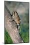 Leopard (Panthera pardus) on tree, Ndutu, Ngorongoro Conservation Area, Tanzania-null-Mounted Photographic Print