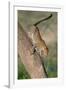 Leopard (Panthera pardus) on tree, Ndutu, Ngorongoro Conservation Area, Tanzania-null-Framed Photographic Print