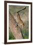 Leopard (Panthera pardus) on tree, Ndutu, Ngorongoro Conservation Area, Tanzania-null-Framed Photographic Print