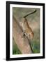 Leopard (Panthera pardus) on tree, Ndutu, Ngorongoro Conservation Area, Tanzania-null-Framed Photographic Print