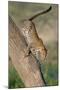 Leopard (Panthera pardus) on tree, Ndutu, Ngorongoro Conservation Area, Tanzania-null-Mounted Photographic Print