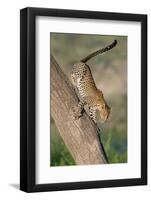 Leopard (Panthera pardus) on tree, Ndutu, Ngorongoro Conservation Area, Tanzania-null-Framed Photographic Print