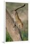 Leopard (Panthera pardus) on tree, Ndutu, Ngorongoro Conservation Area, Tanzania-null-Framed Photographic Print