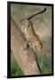 Leopard (Panthera pardus) on tree, Ndutu, Ngorongoro Conservation Area, Tanzania-null-Framed Photographic Print