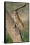 Leopard (Panthera pardus) on tree, Ndutu, Ngorongoro Conservation Area, Tanzania-null-Framed Stretched Canvas