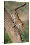 Leopard (Panthera pardus) on tree, Ndutu, Ngorongoro Conservation Area, Tanzania-null-Stretched Canvas